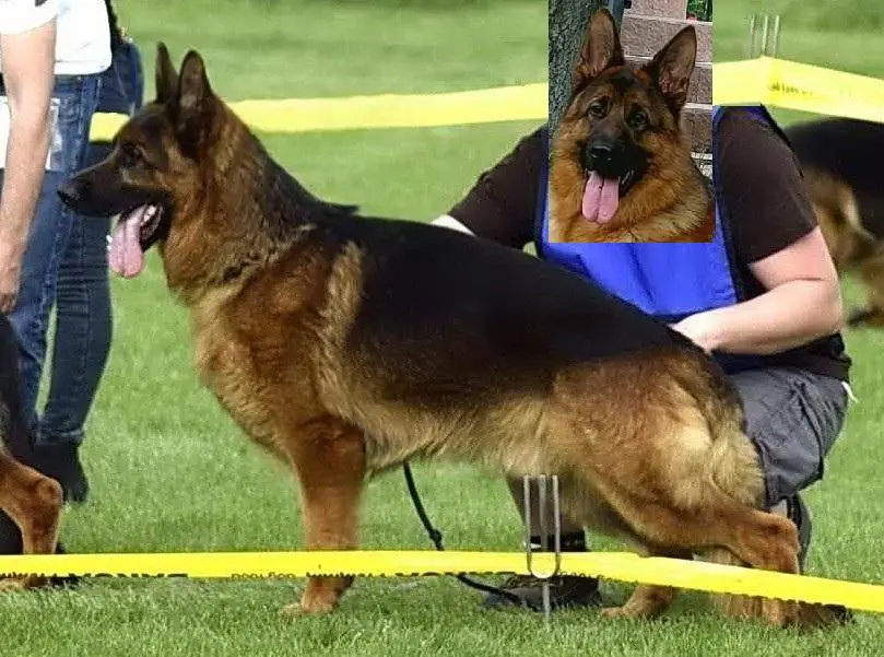 Apache von Schnitzerteam