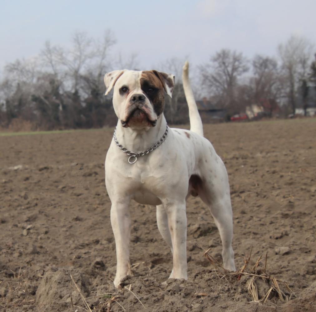 Rsd Bulls Odin