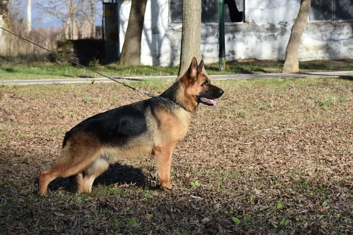 Ritta Vardar Wolf (2023)
