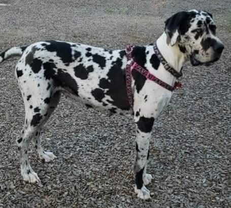 Maldonado Vazquez's Bella