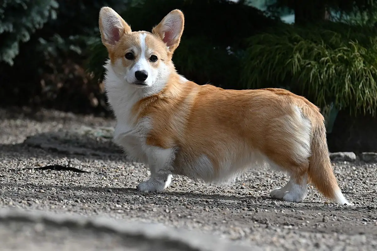 Gold Star Frenchies Frieda
