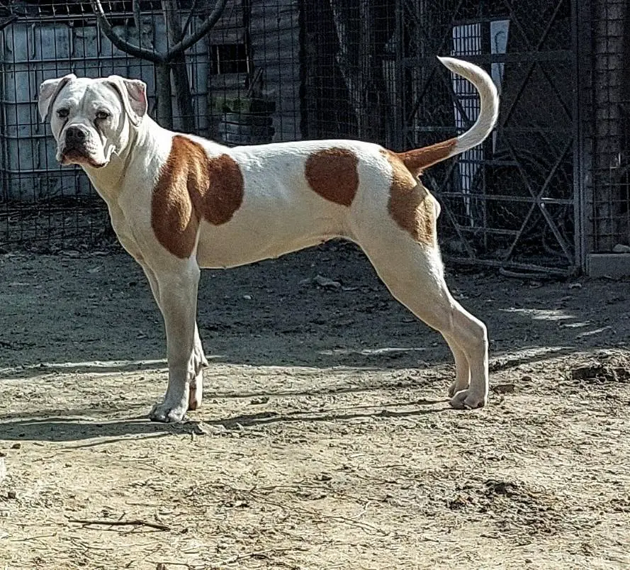 Rsd Bulls Tyra of Salvus Bulls