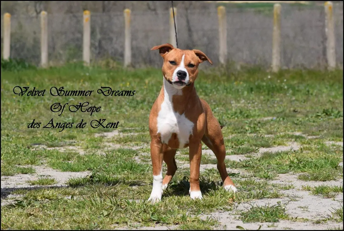 Velvet Summer Dreams Of Hope des Anges de Kent