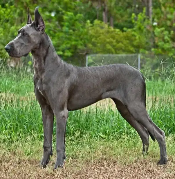 Oceanblue Dark Horse