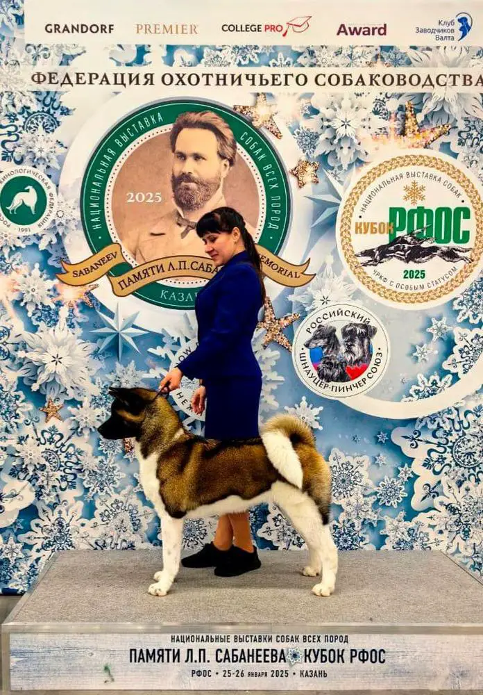 Sol Favorite Elizaveta Nova