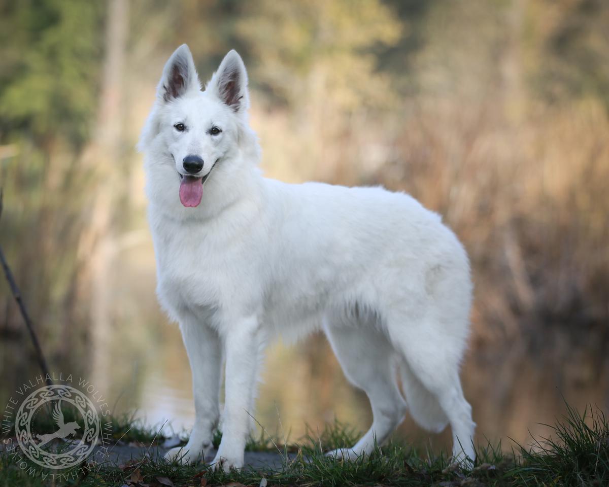 Runa White Valhalla I Came To Win