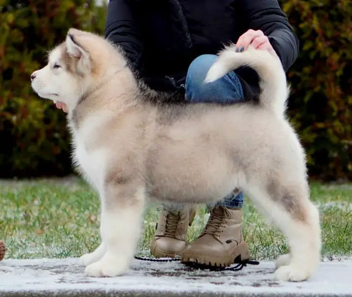 Zhemchuzhnyy Zefir Northern Baby