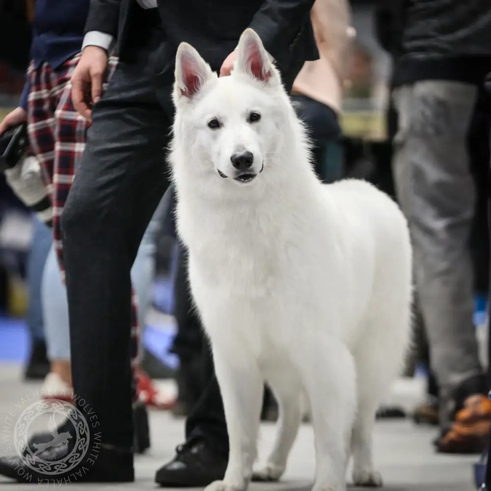 Courageous Björn of White Valhalla Wolves
