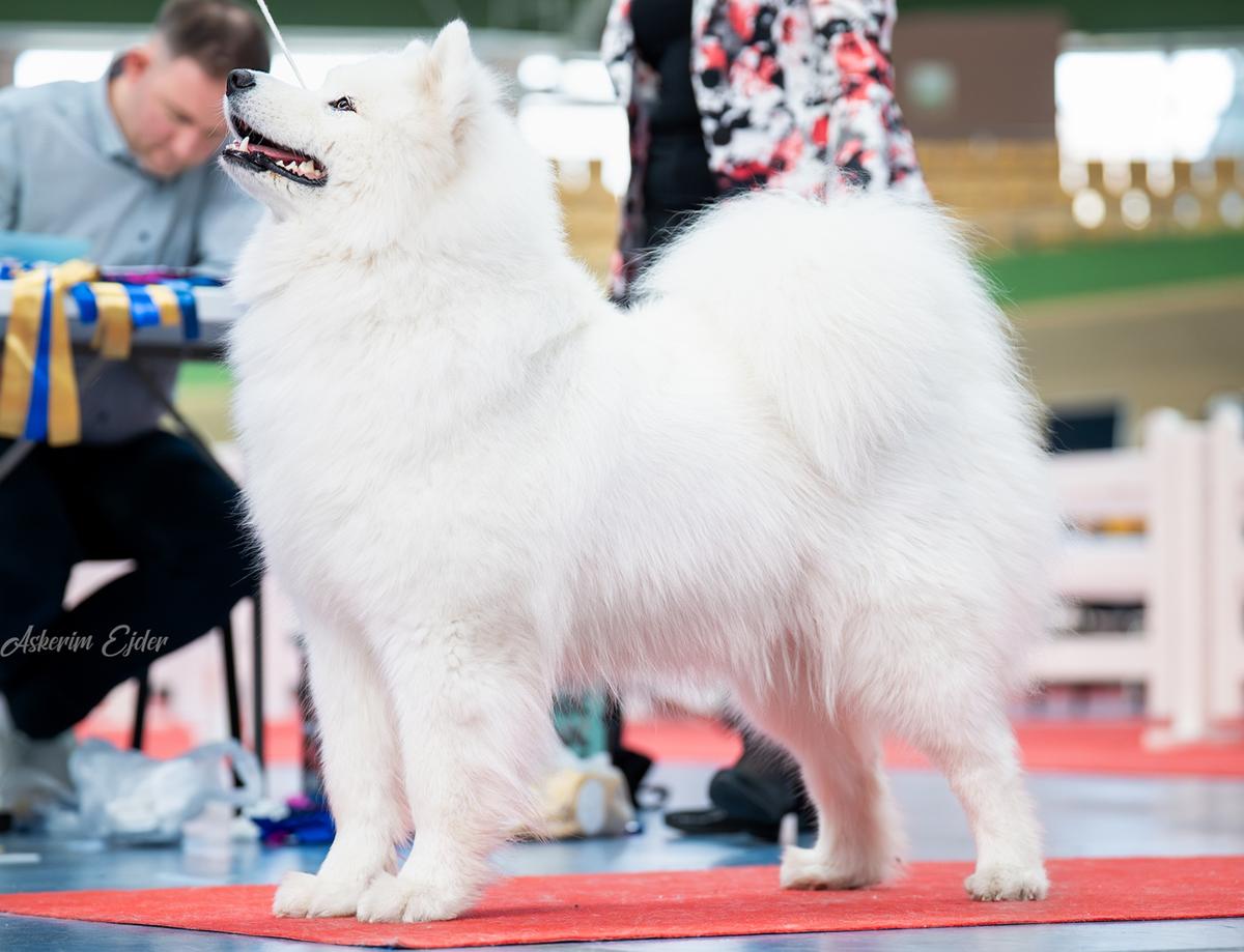 Royal Alice Shadow and Shine of Siberia