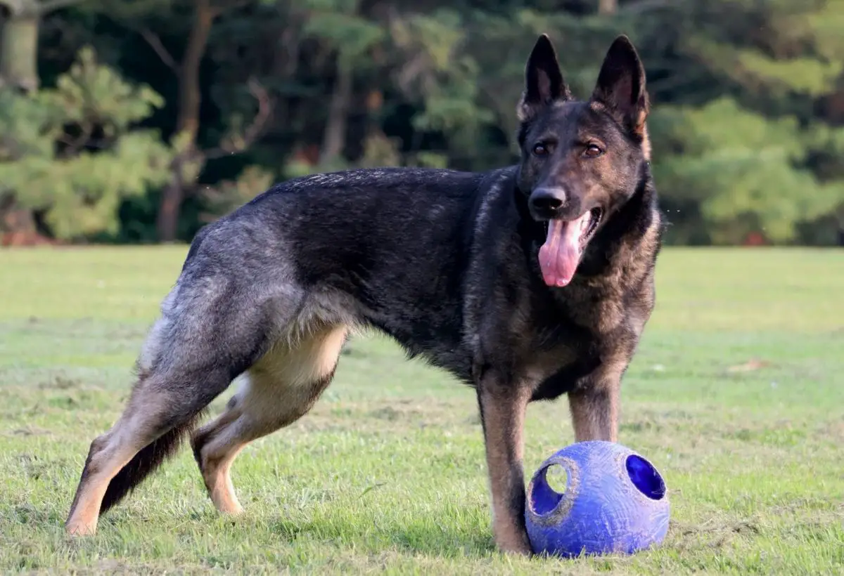 Dejuco She’s Poison But Tasty