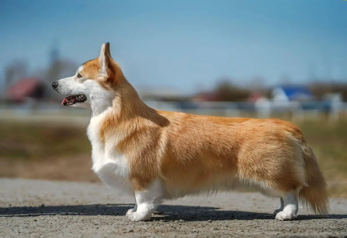 Mistycor Enchanted Forester