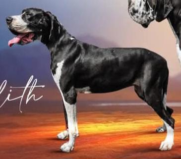 Southern Barrons Means to an End @Scoober Danes