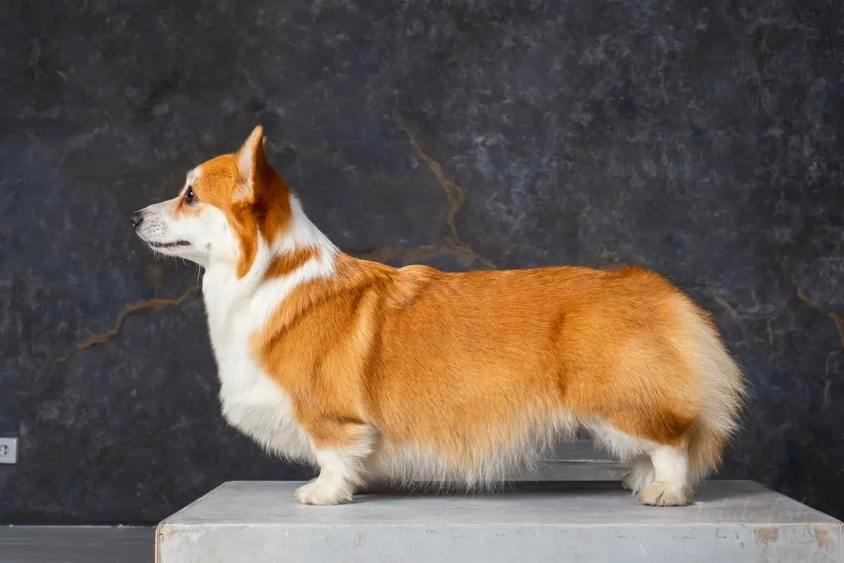 Josephine Golden Lady