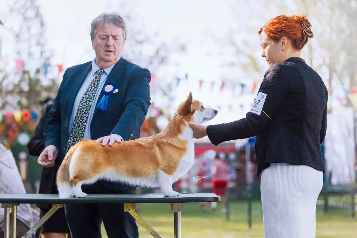 Artlifecor Ember Spirit