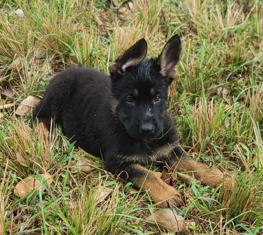 Aquiles Vom Icer