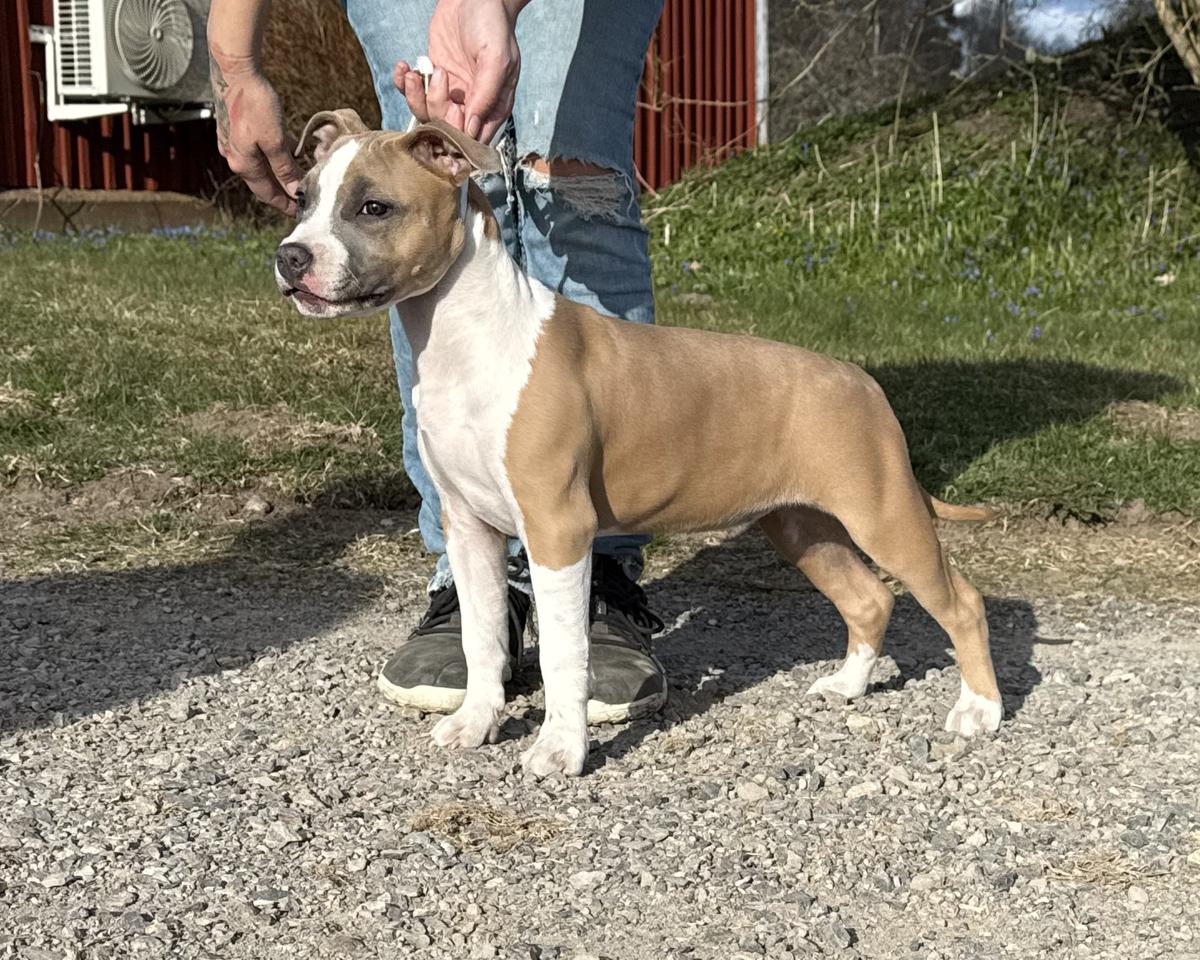 Bergegården's Sweet Lilo