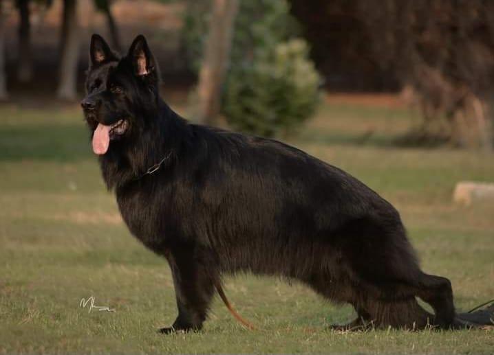 Ramos von Citadel kennel