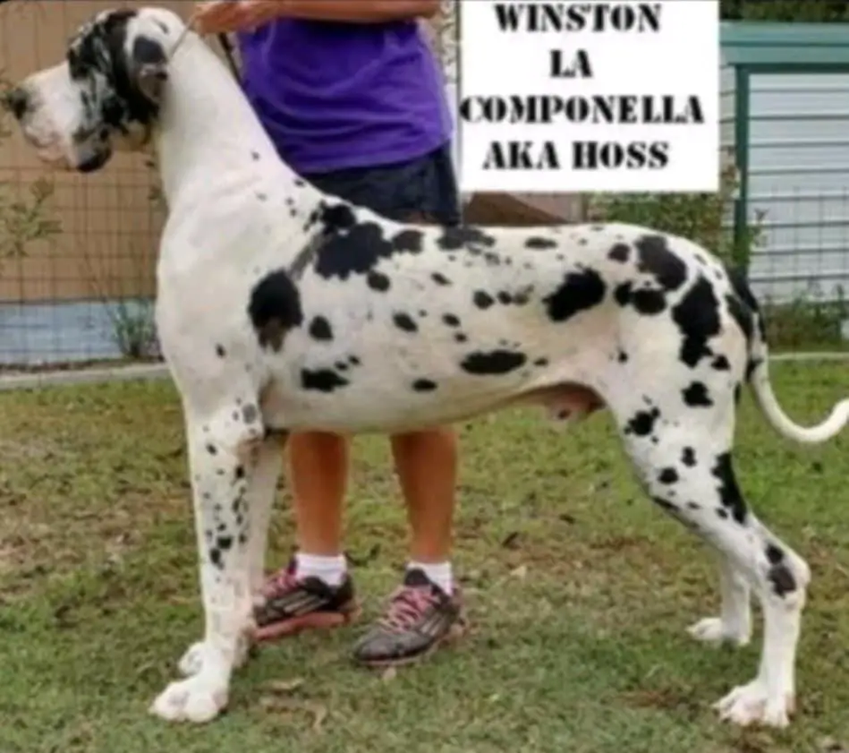 Winston La Componella