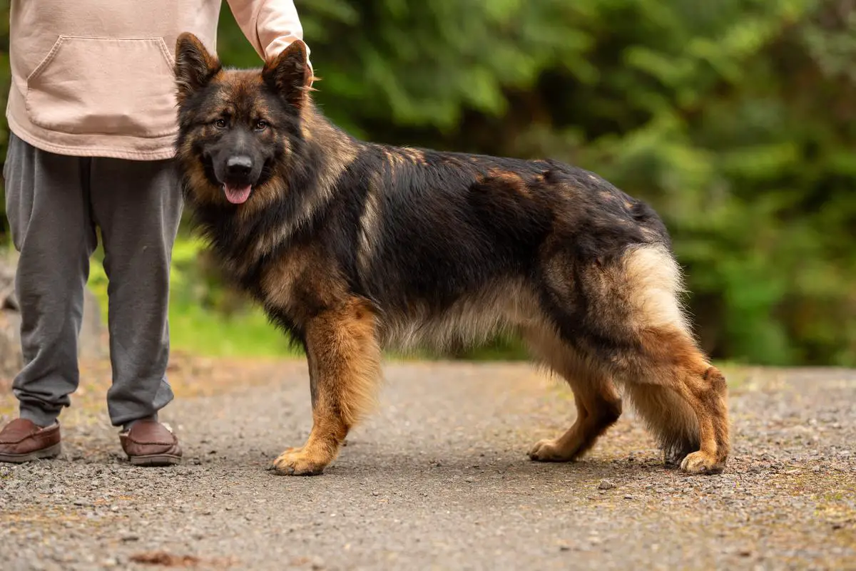Esteemed K9's Don't Kiss And Tell