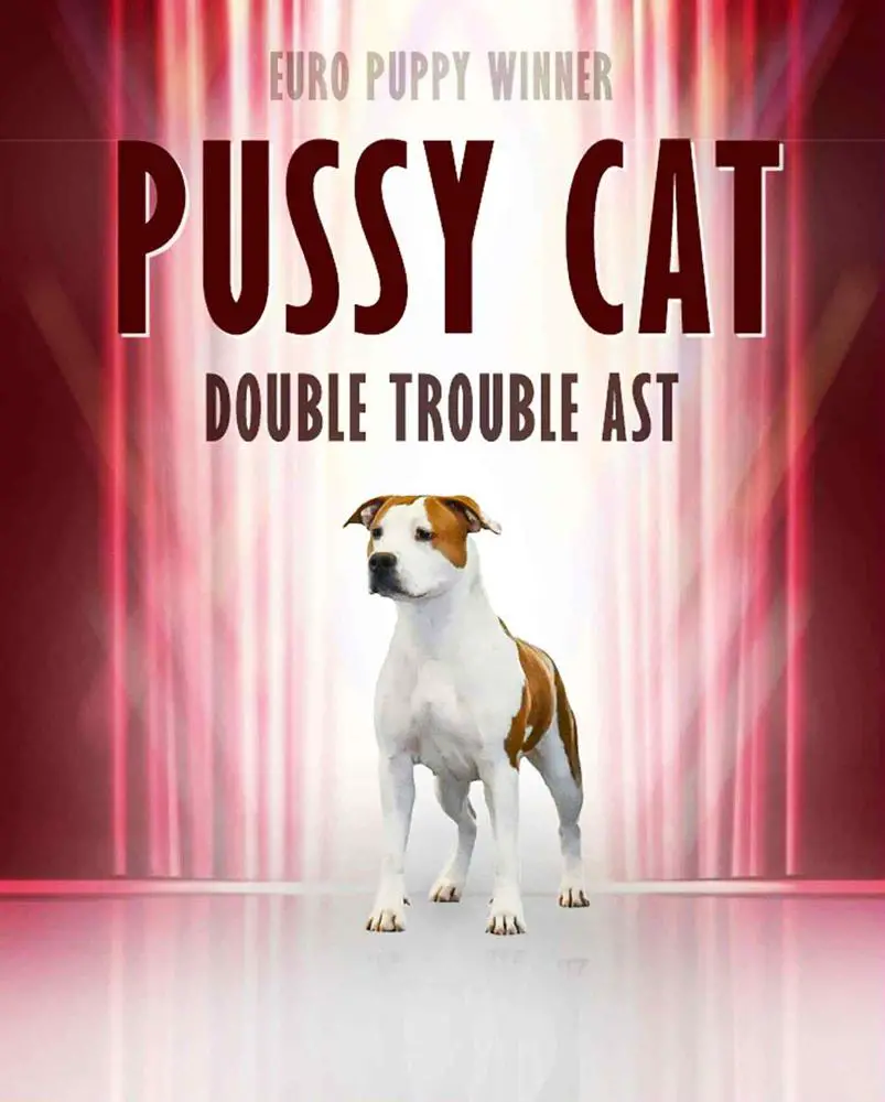 Pussy Cat Double Trouble Ast