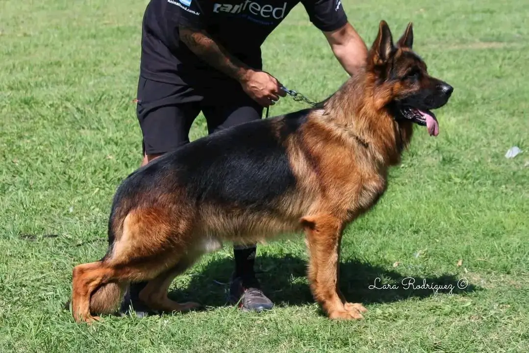 Yatro von der Herr-Chewy