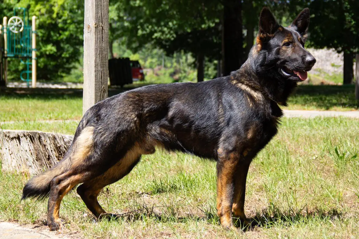 Drake Vom Waffenrauch