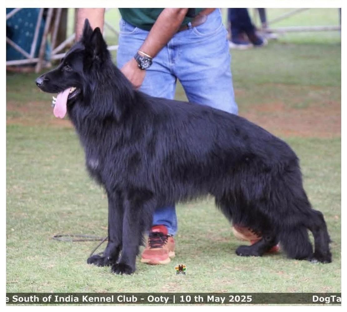 George Euro Breed