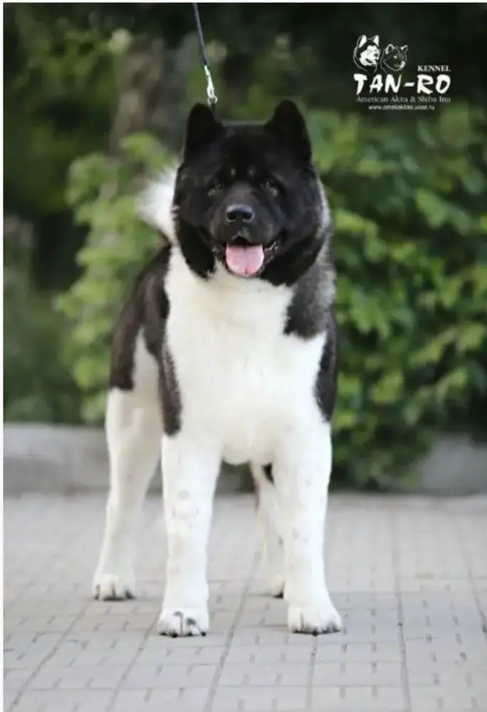TAN-RO SIBERIAN SUCCESS IN BLACK