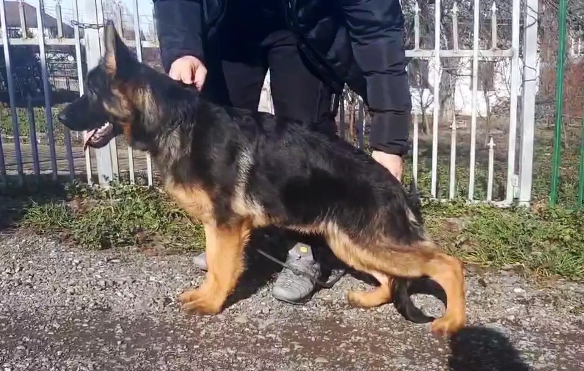 Donk von Eisenhuttedorf