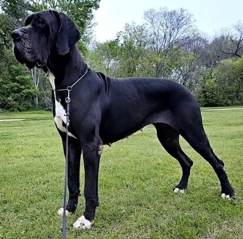 Scoober Danes How Are You Feeling?