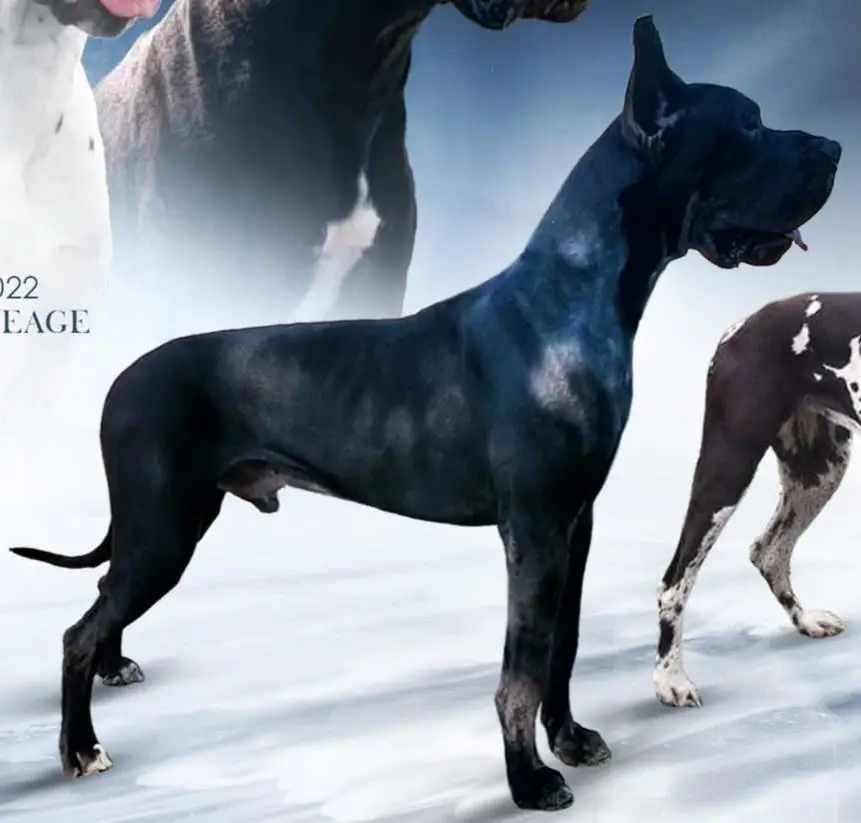 Scoober Danes God Of Mischief @ Gentle Giants