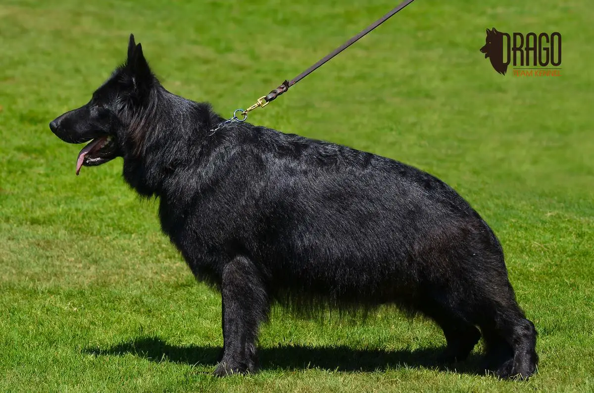 Brena Drago Team Serbia