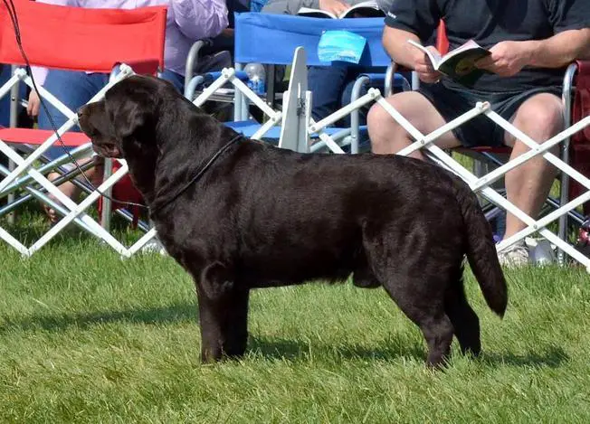 Quailchase Bearcreeks Jolly Joe