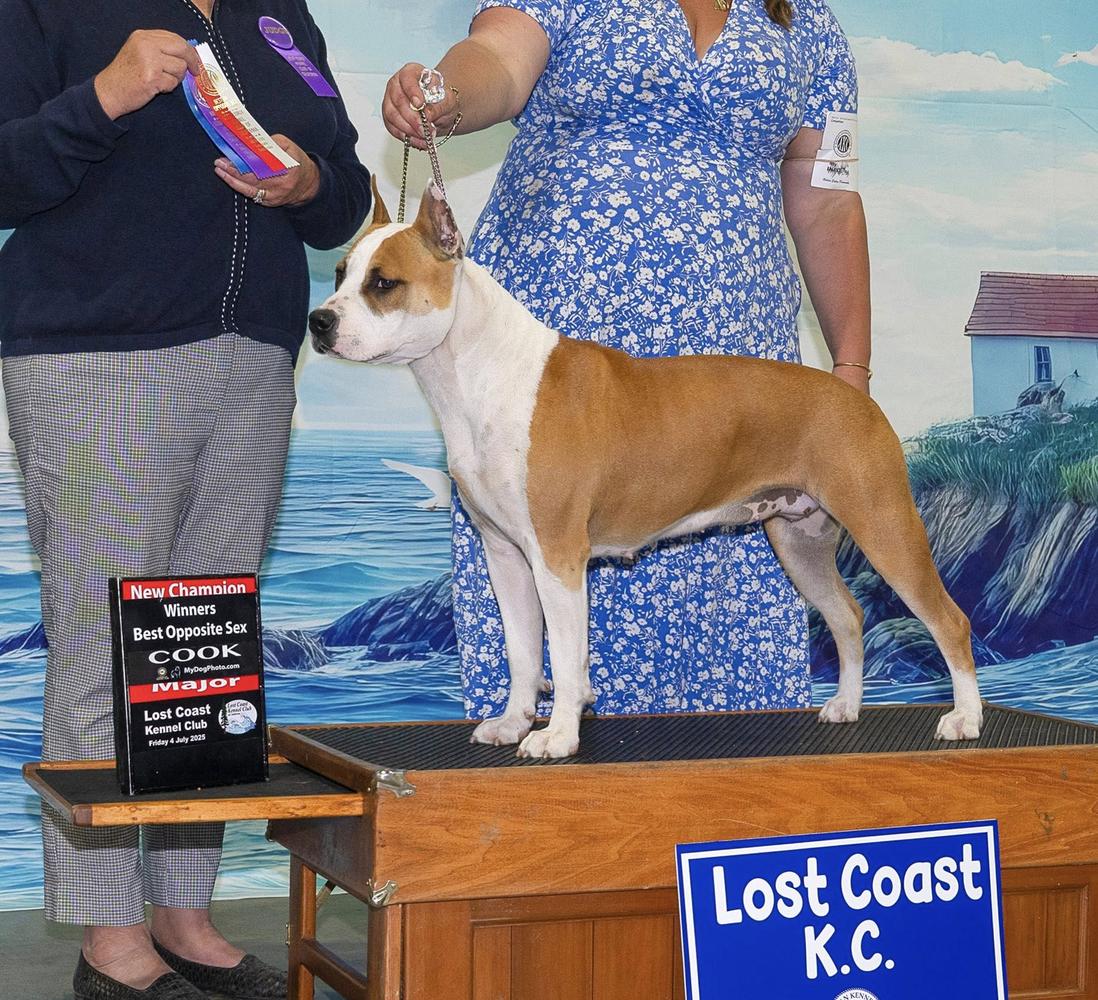 Ironstone's Something Wicked