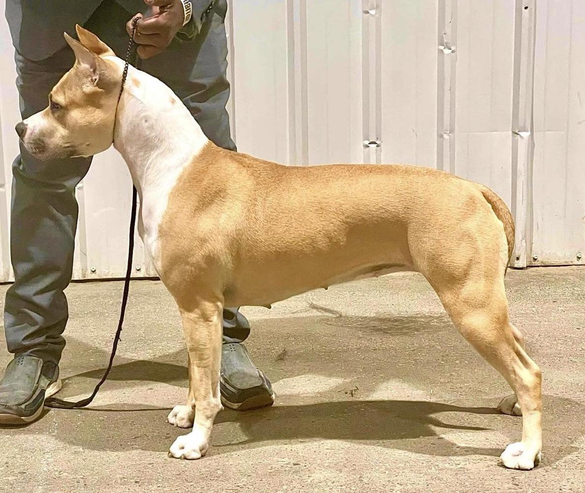 Ironstone & Highwood's Wicked Dragon Queen