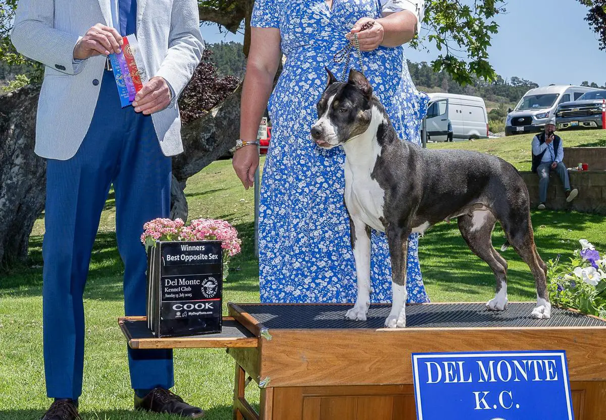 Ironstone's Call Me An Angel In Fatigues