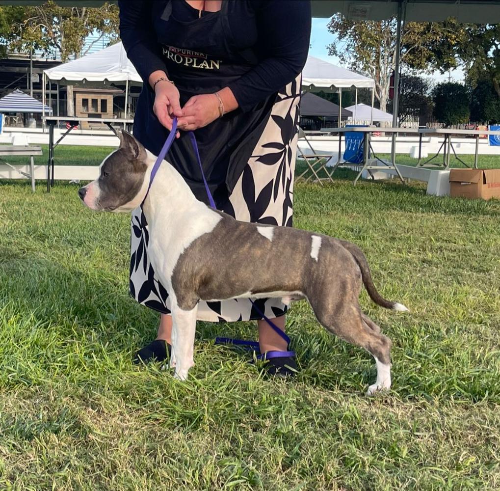 Ironstone's Starlord