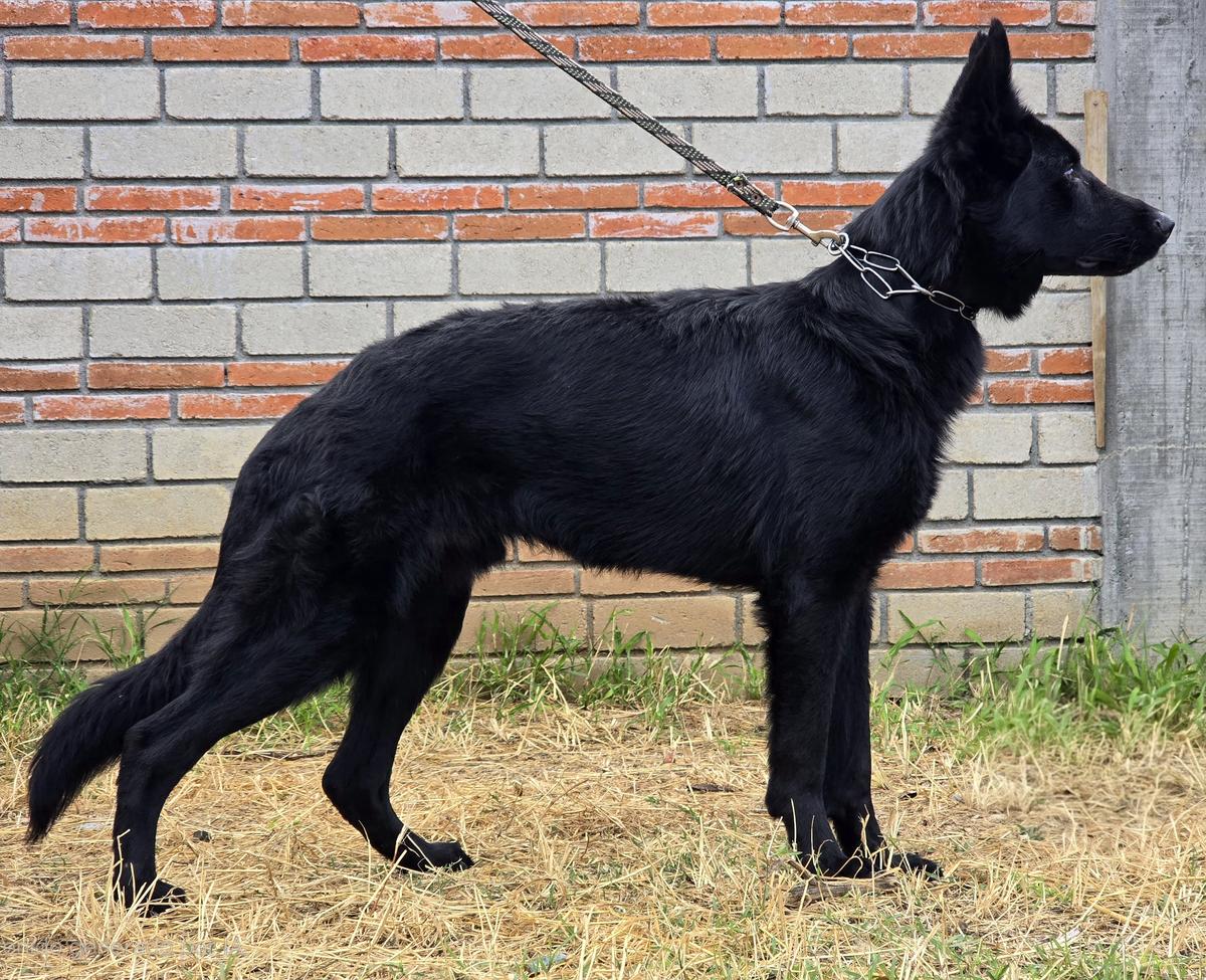 Akamaru vom Wolfswiege