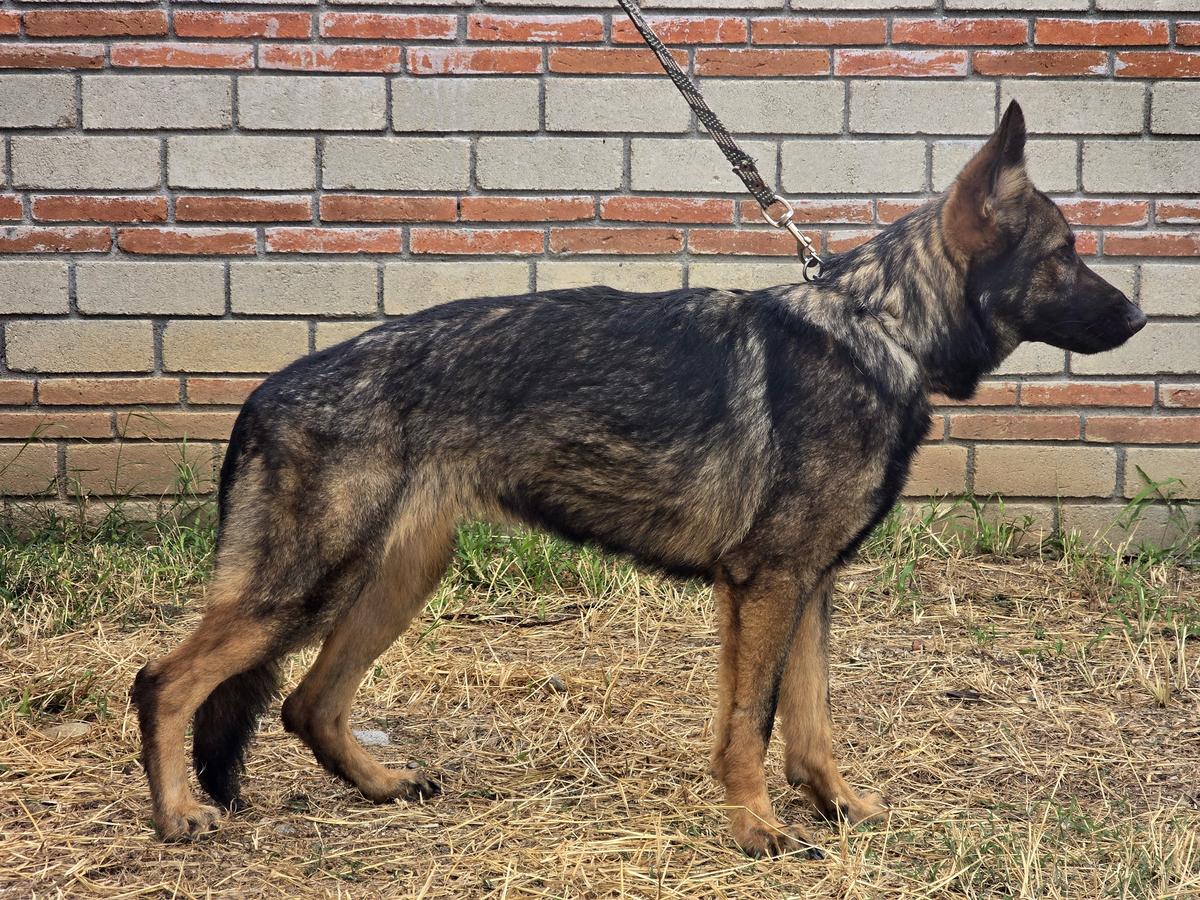Amira Xena vom Wolfswiege