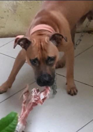 PIT QUALITY KENNEL YELLOW SHARK