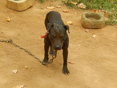 APK´S ZUM-BI