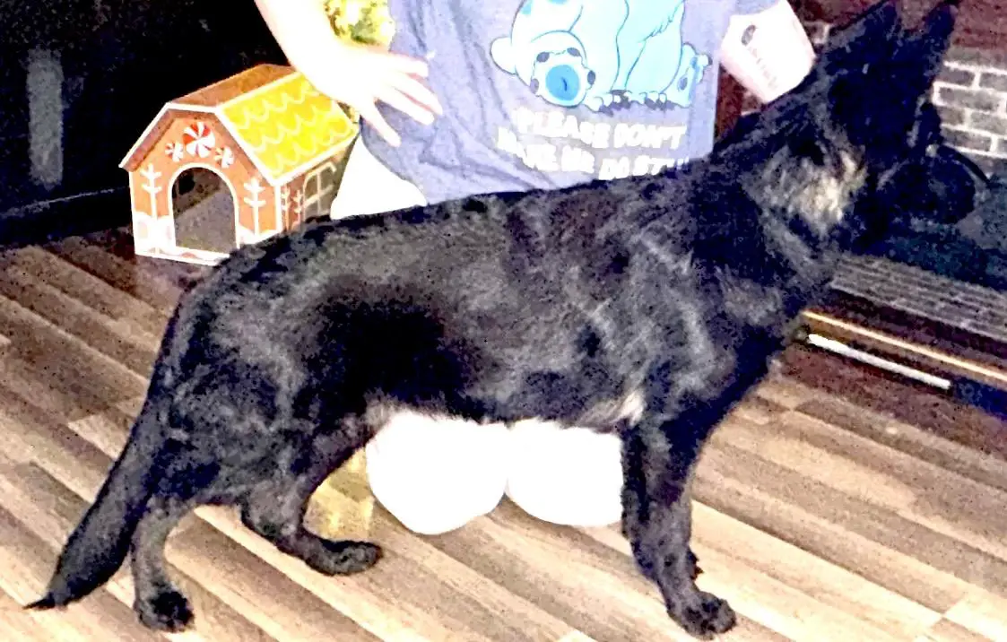 Richthofen's Xitta of Razgriz