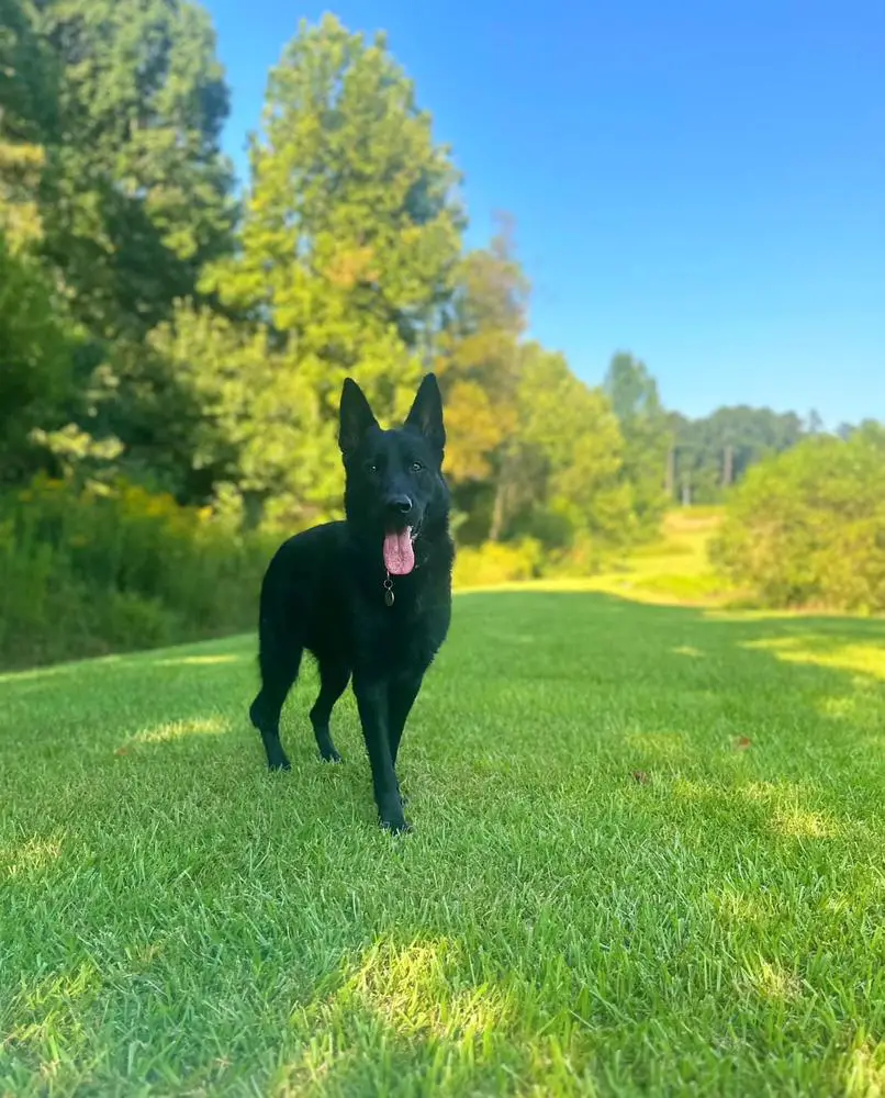 Branch Haus Vom Lecken Bach