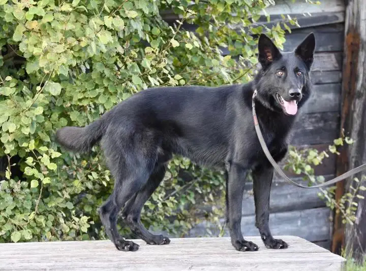 Ganto V. Ronins Huis