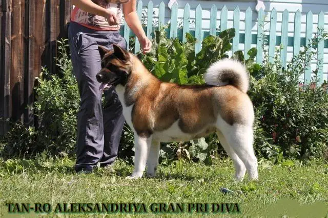 TAN-RO ALEKSANDRIYA GRAN PRI DIVA