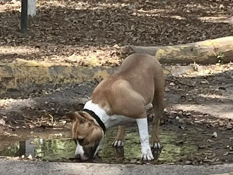 Zanna’s Independence Aby Of Royal Amstaff