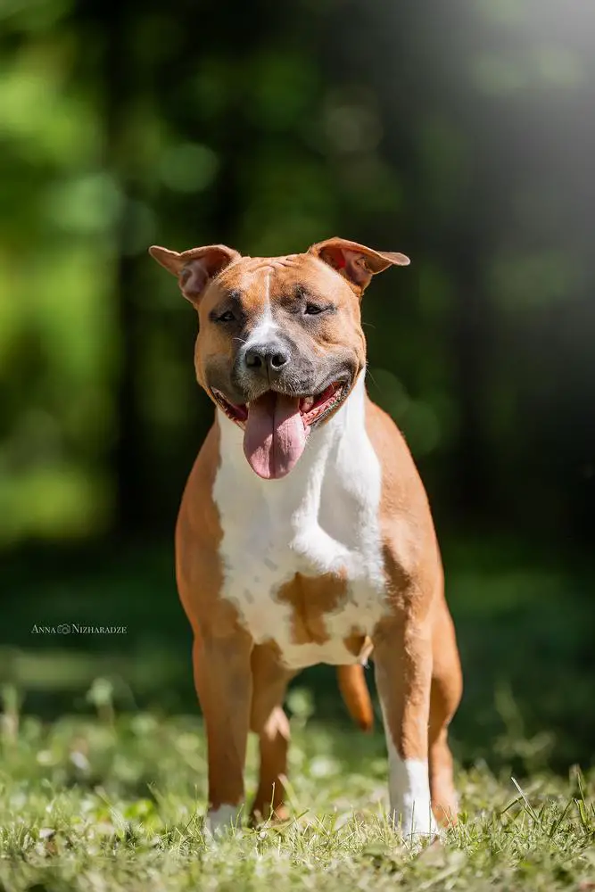 ANRISE VIVENDI DAKOTA