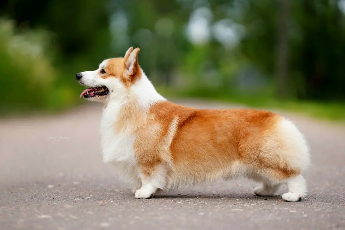 The Lianmeng Peki