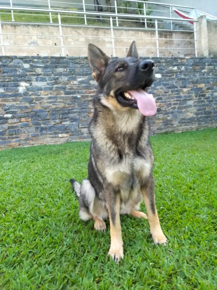 Canela Ramzalez