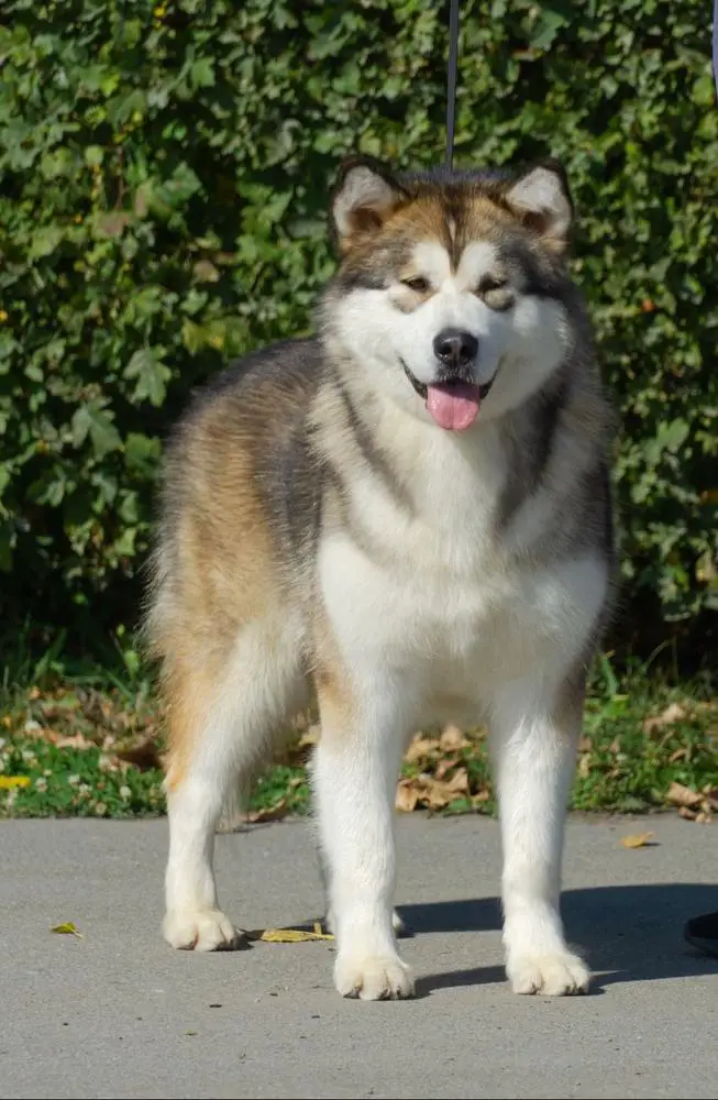 ROSKOSH ALYASKI SABRINA